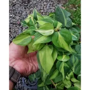 開心農元-觀葉植物- 斑葉心葉蔓綠絨 大理石斑葉心葉蔓綠絨