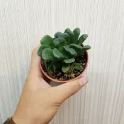 P老闆園藝~靜鼓玉扇 多肉植物 3吋盆