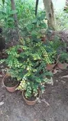 妞妞花園 楓港柿 紫檀 另有其他規格