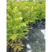 小葉南洋杉（高40-60公分）💕降價現貨10棵才$400，強壯漂亮，一箱可入40棵。