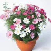 百花園藝 （波斯菊種子）格桑花種子秋櫻花海種子 陽台庭院盆栽 純潔之花 幸運花 無情的開花機器多年生食用花種子#台灣園藝