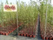 ╭＊田尾玫瑰園＊╯優良景觀庭園用樹(唐竹)４尺２００元--適合庭園造景
