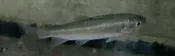 玩家水族 溪哥魚 約5公分
