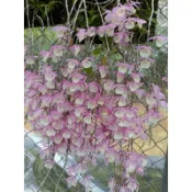 上賓蘭園 紅天宮 1.5吋盆 倒吊石斛