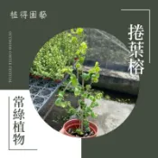 植得｜日本捲葉榕｜多年生常綠植物