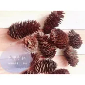 《芮妮的森林》 台灣雲杉 雲杉 高海拔 台灣特有種 松果 似魚鱗松 植物標本 收藏 露營 藤圈 乾燥花 手作素材 小松花