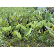 ［暄暄菜市場］檳榔心芋頭苗1顆5元🌱