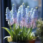 今年最新種球 葡萄風信子種球 Muscari 海洋魔法藍 風信子多年生球根 耐寒熱盆栽地栽適合室內外四季種植開花