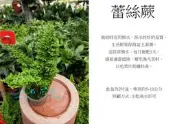 心栽花坊-蕾絲蕨/2吋/綠化植物/室內植物/觀葉植物/蕨類/售價50特價40