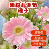 🌷🌷红橙雙色非洲菊種子 【非洲菊種子】 今年新籽 發芽率高 見土即活 花開爆盆 四季可播  新手易種易活 陽台庭院盆栽