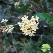 ~長榮~~【桂花】3.5吋盆 6吋盆　九里香　木樨　風水灌木　香花常綠植物　綠籬