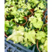 芙菈朵森林 常春藤 月光 小精靈 白雪姬 天使物語 天使之翼 大麥町 雪瑩常春藤 蝴蝶常春藤 金色蜂鳥常春藤 室內植物