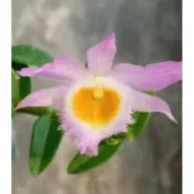攀龍石斛蘭~上板價~無花株