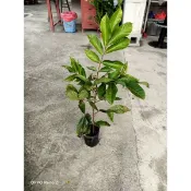 紅毛丹實生苗高度40-50公分特價240元