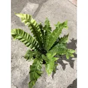 銀翼 山蘇｜3吋盆～空氣淨化蕨類植物⋯