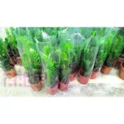 花花世界_室內植物--金錢樹，常綠觀葉植物--葉子油亮清潔空氣 6吋盆高25~35公分