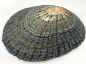 松葉笠螺（特選）  尺寸：62mm  產地：日本  直購價：450