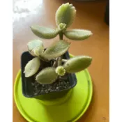《Love yourself愛自己》熊童子（白熊）
