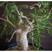 boswellia rivae 黧乳香，2顆一組
