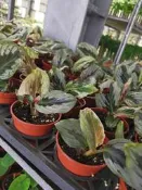 ╭＊田尾玫瑰園＊╯觀葉植物-(黃金孔雀薑)3吋盆300元