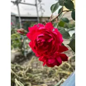 保加利亞香水玫瑰紅花可食用奧