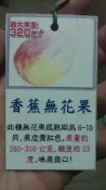 ╭☆東霖園藝☆╮水果苗-(香蕉無花果)-大果種-7吋盆.請先詢問