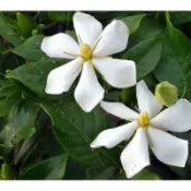 山黃梔（梔子）💕降價現貨10棵售$450（高40公分）它會開花會結果，花單瓣。