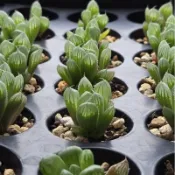 《這裡是1吋》百合科 阿福花科 多肉植物 ～ 玉露｜壽｜側芽｜葉孵苗