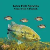 【三民網路書店】Iowa Game Fish and Panfish Species Kids Book: Great Book About the Different Types of Fish in Iowa 作者：Kinsey Marie