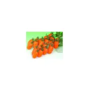 (店+)【蔬菜之家】大包裝G73.橙蜜香小蕃茄種子32顆