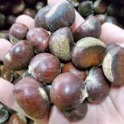 🌰天津生鮮甘栗🌰 當季現採生栗子🌰河北省燕山山脈