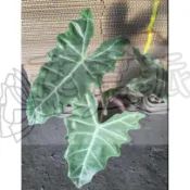 花幫派_室內觀賞植物—白武士觀音蓮--斑馬觀音蓮~淺淺的花紋~葉片波浪外型/3-5-6吋
