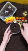 【酷力將】亞克提恩大兜蟲  幼蟲