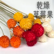 乾燥草莓果 乾燥花 綜合 向日葵 勿忘我 滿天星 插花花材 不凋花 永生花 卡斯比亞 星辰花 麥穗 兔尾草 居家擺設用