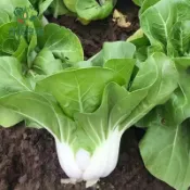 松柏奶油白菜種子 奶白菜 小白菜 快收蔬菜 四季可種 台灣家庭菜園 陽台盆栽 葉菜種子 耐熱 冬季蔬菜 有機栽培 清脆鮮