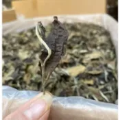 年底回籠資金 僅此一件！2013年茶王特輯！《特大茶王樹白茶》僅一顆樹！西半山大戶賽茶王單株！1000g樶大樹！