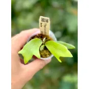 ［蕨的想買就買］P. Popcorn Sporeling 爆米花/孢子苗/鹿角蕨/蕨類植物/上板/蜂巢板/療癒/陽台植物