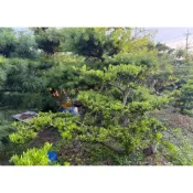 【建方松園】 羅漢松 造型羅漢松 高1.6米 寬2米 Podocarpus-B03