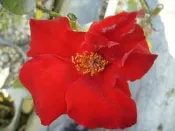 ╭＊田尾玫瑰園＊╯香花植物-玫瑰-(偉大的愛，Grande Amore)