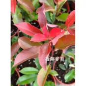 《花鄉苗圃》  紅芽石楠、光葉石楠