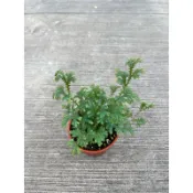 🪴綠植田園🪴藍蕨/藍草/3寸盆/蕨類植物/觀葉植物