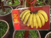 ╭＊田尾玫瑰園＊╯水果苗-(北蕉)