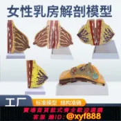 幸福時光館 {可打統編 保固一年}哺乳期女性乳房解剖模型靜止期胸部結構模具乳腺病變病理剖面教具