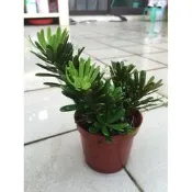 紅舖子 羅漢松 三吋盆栽