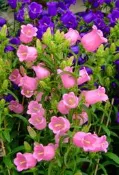 ┌大風鈴花  彩鐘花┐種子 ☆好康大優惠!!! 凡購買本賣場10包送1包!!