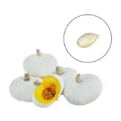 (店+)【蔬菜之家】G109.小白迷你栗子南瓜種子1顆早生貝貝南瓜，結果性強