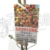 花幫派_香草水果苗—西班牙早生油橄欖--用來生產橄欖油~樹抗寒性較強/6吋高約20-30cm/特