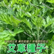 現貨🌱🌱蝦皮熱銷【艾草種子】（100粒）香艾 艾蒿種子籽 四季可種植 新手易種植 耐寒 可食用 可驅蚊 藥用艾草種子