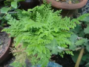 ★╮芳草園★╮－台灣蕨類「全緣卷柏」4.5吋盆栽