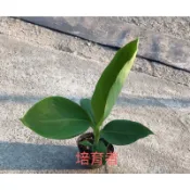培育者～香蕉苗。台蕉五號。玉山蕉。組培苗。市場最有銷售。果肉Q （該品調整最低購買數量為2顆）